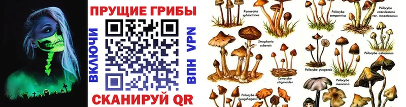 Псилоцибиновые грибы Magic Shrooms  Купить где  Пионерский 